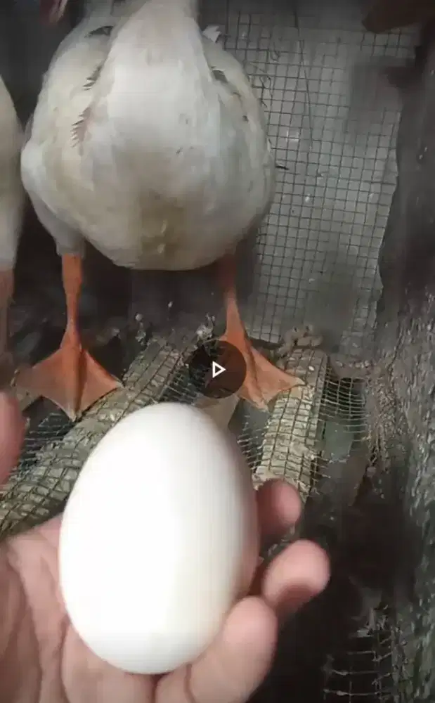 Angsa benggala sepasng induk