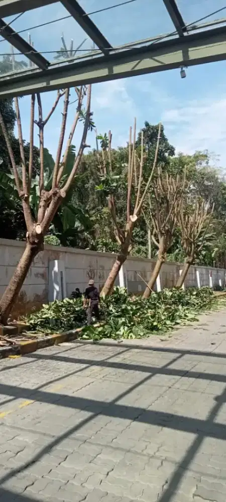 Jasa tebang pohon