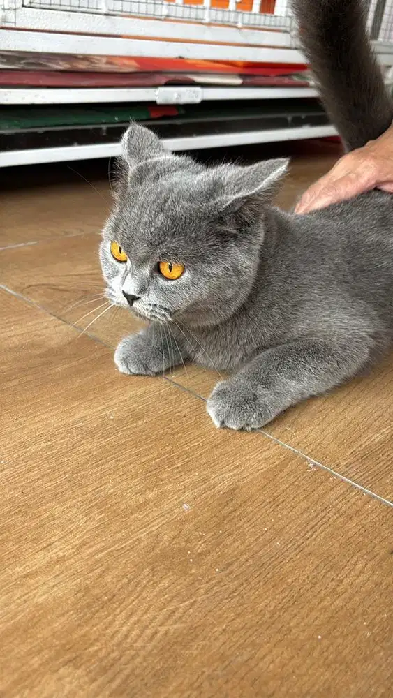 BIRTISH SHORT HAIR NONPED BETINA