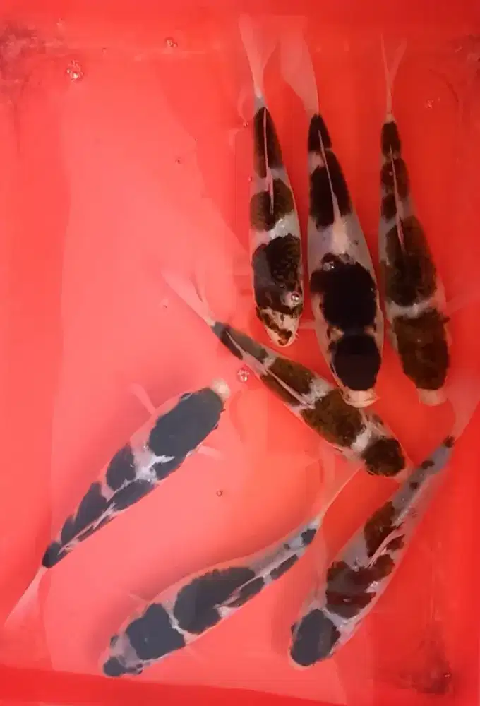 Koi budo goromo kurleb 20 cm