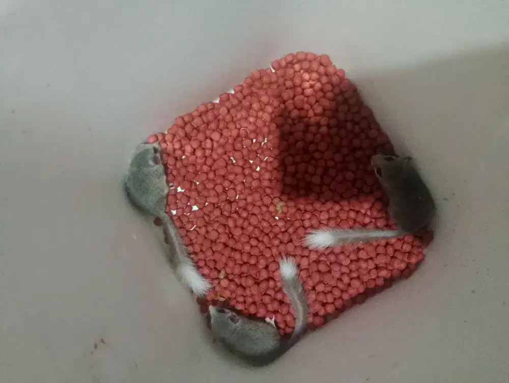 African pigmy dormice