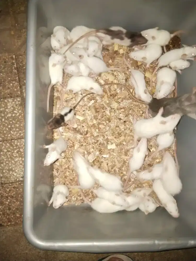 Tikus putih rat wistar umpan ular reptil