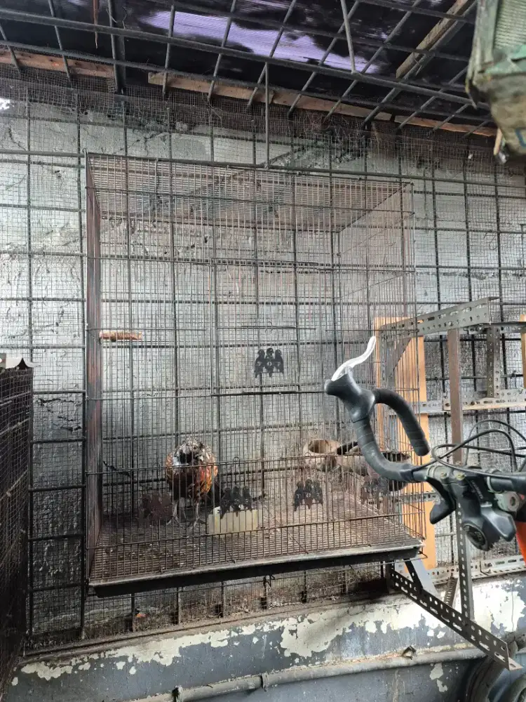 Dijual Kandang besar