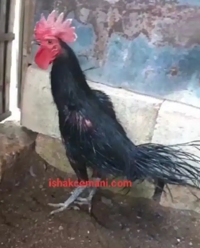 Ayam Cemara Hitam Jantan Dewasa !! Wajib Baca Diskripsi