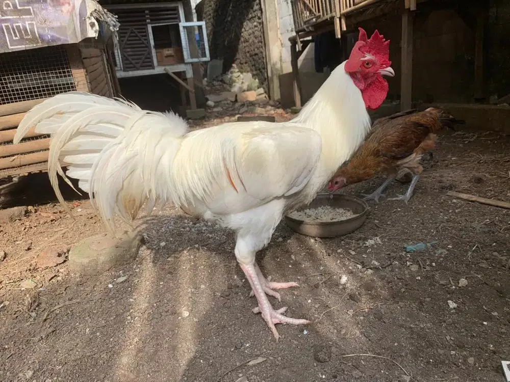 Ayam pelung putih