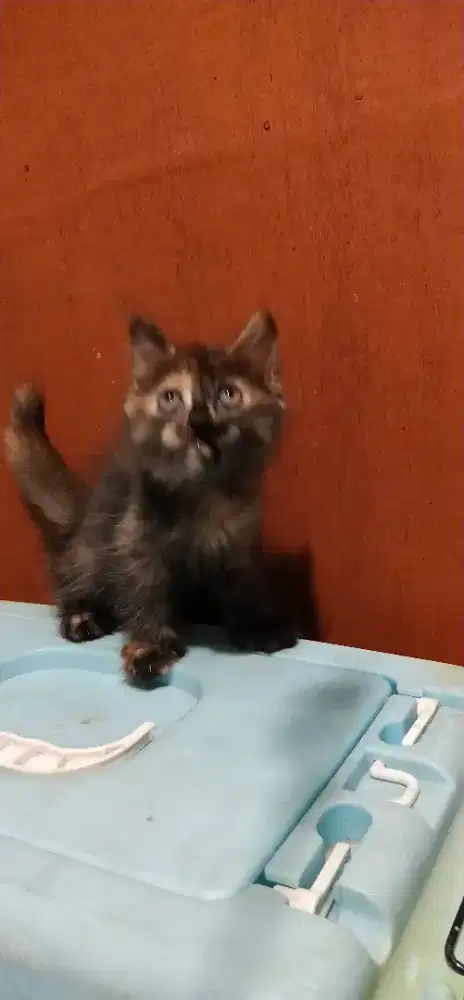 kitten Munchkin NS mix  BSH