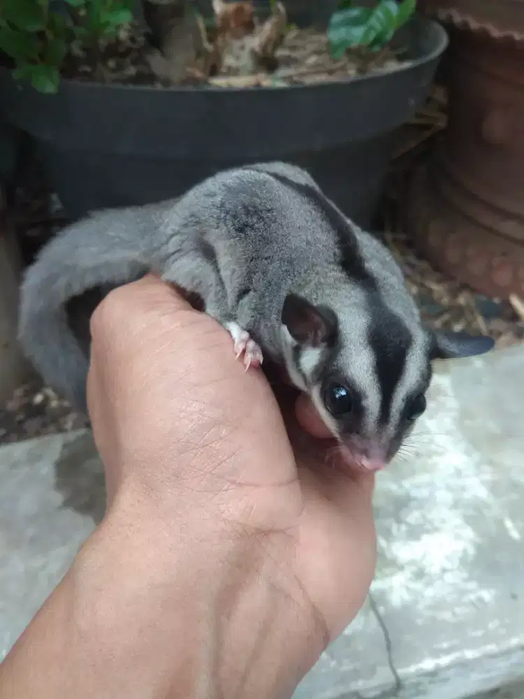 SUGAR GLIDER CG jantan