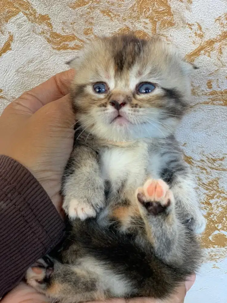 kucing kitten Gaelic munchkin scottish fold