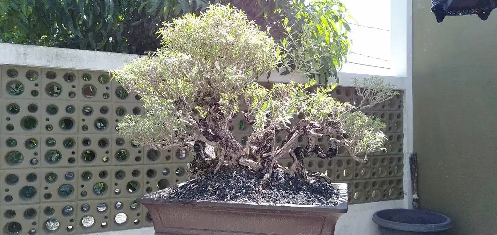 Bonsai Santigi ( Pemphis Acidula )