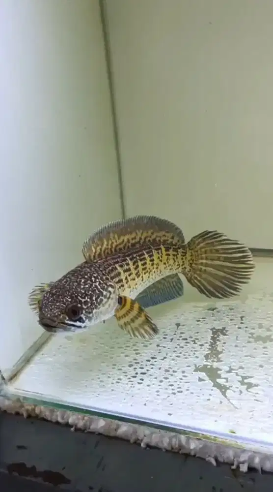 Ikan Channa Auranti WC Size Besar