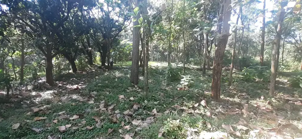 Kebun Pinggir Jalan Bonus Pohong Mangga Durian dll