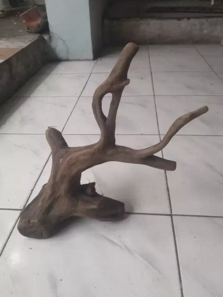 Kayu Rasamala untuk aquarium blum tenggelam barter tank