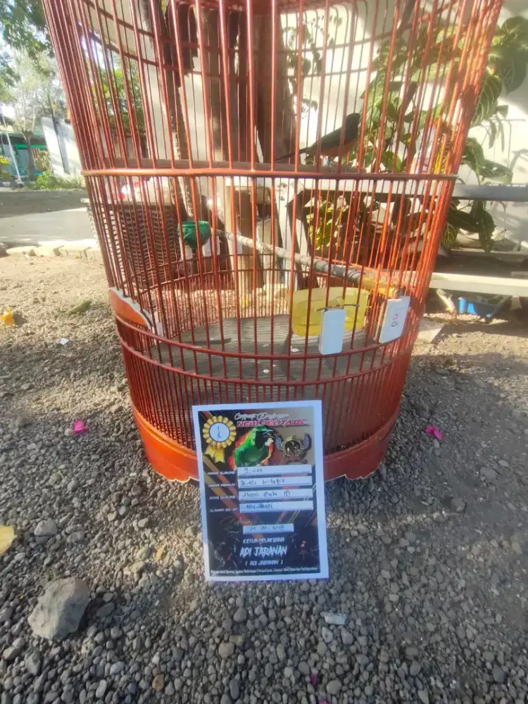 Burung murai batu prestasi