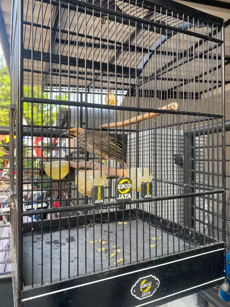 cucak rowo rawa CR 2 ekor