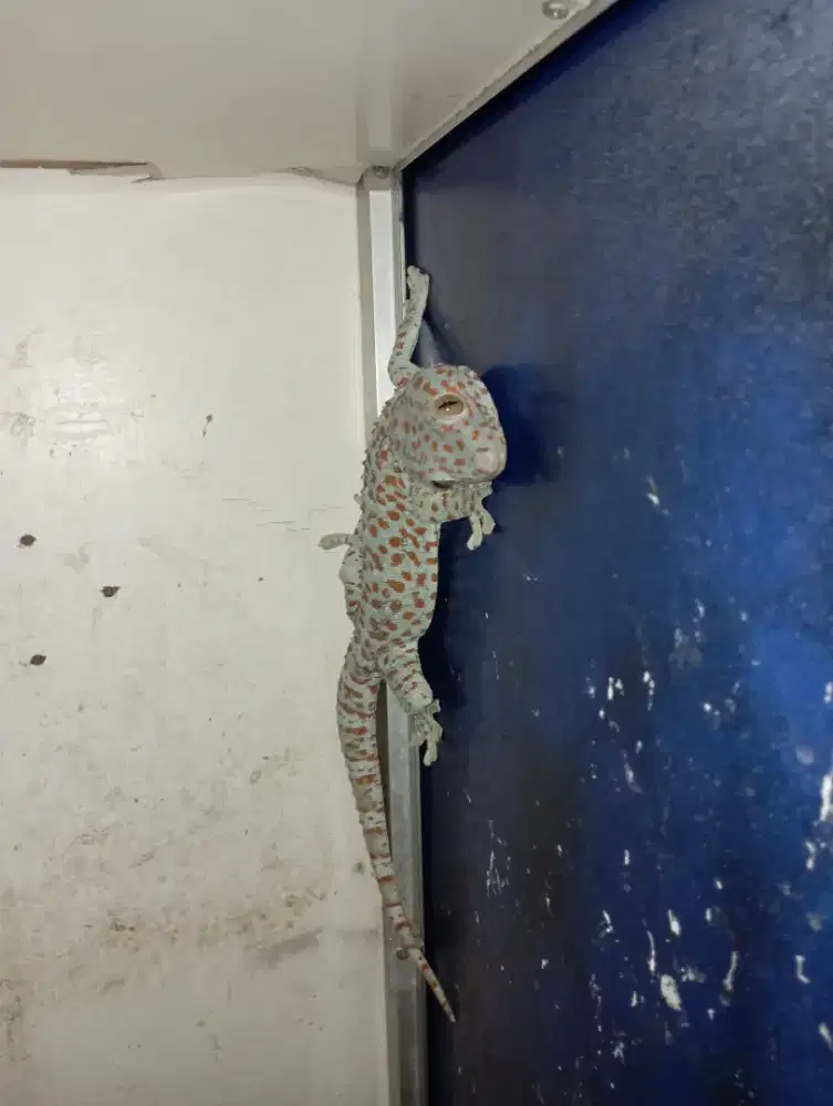 Tokek rumah  harga murah