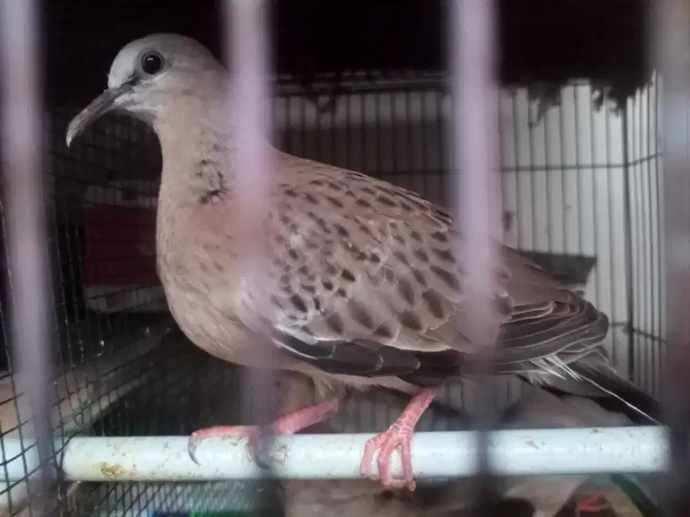 Tekukur Posible Cremino MM Split MKH