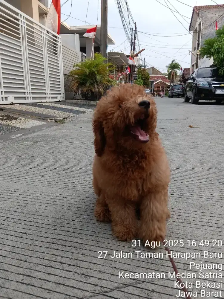 Jual Anjing Red Toy Poodle