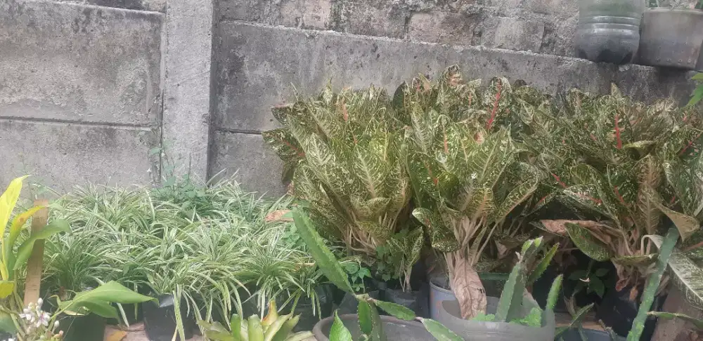 aglonema dan aklonema