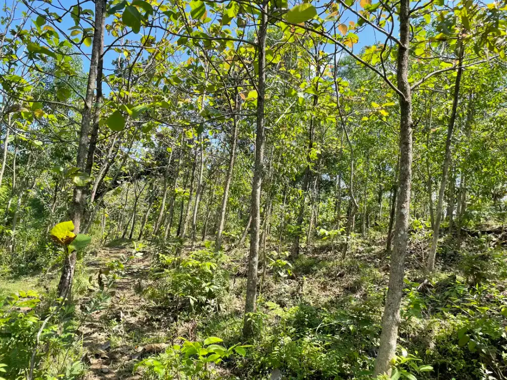 Kebun Jati Tanah Kering 5,538 M2