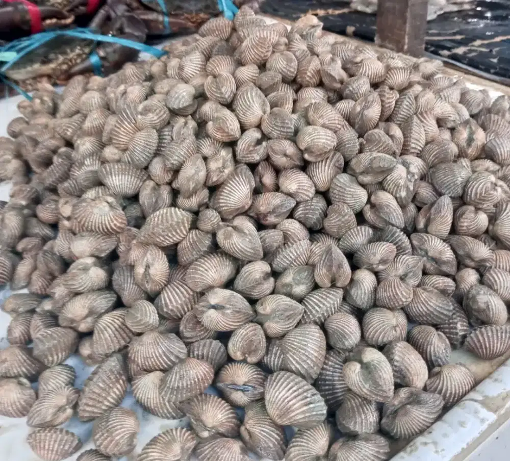 kerang dara fresh hidup