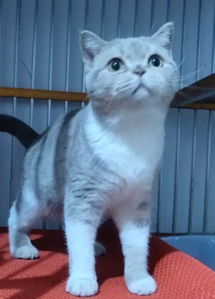 BSH British Short Hair scottish Sraight  jantan Dewasa