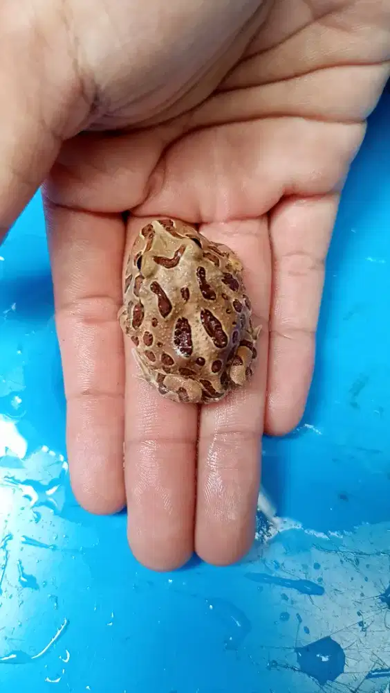 Baby Pacman Frog Morph brown