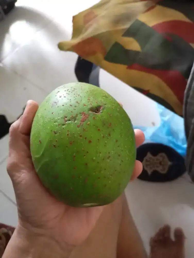 Alpukat mentega super