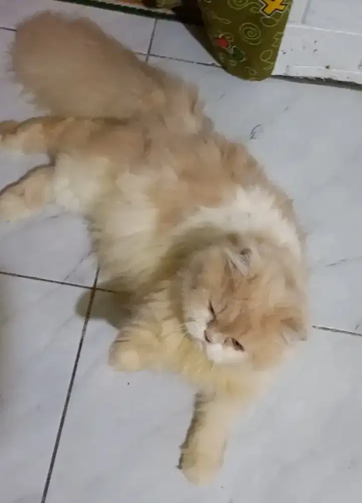 Kucing persia jantan