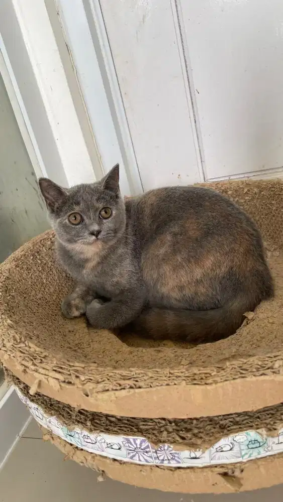 open adopt kitten bsh x scottish