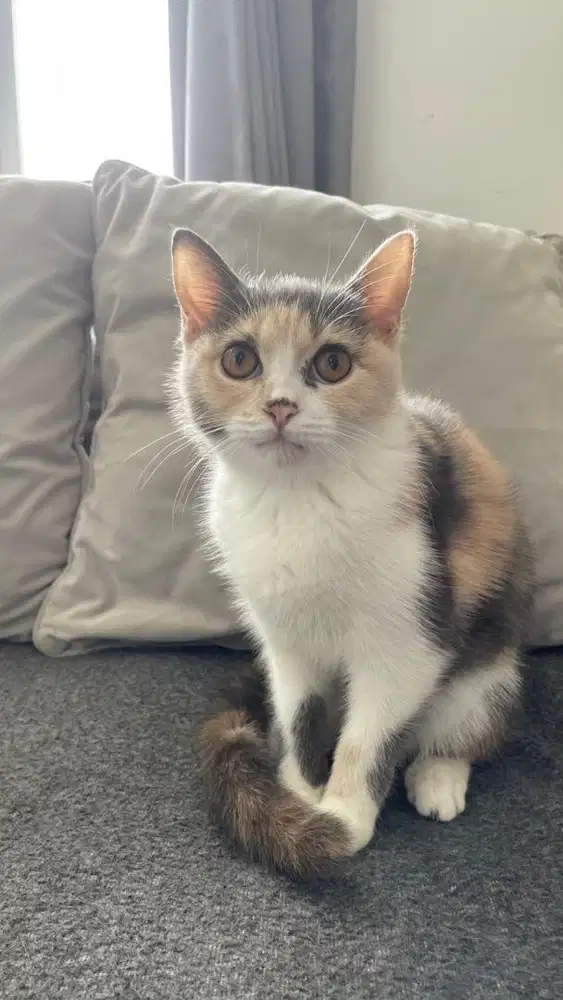 open adopt kitten bsh x scottish