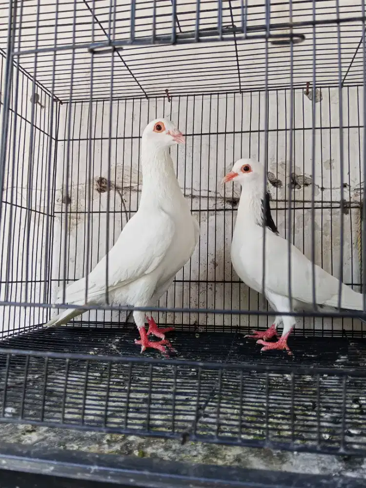 Merpati Siap Produksi