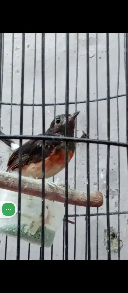 Murai jantan cetek cetek