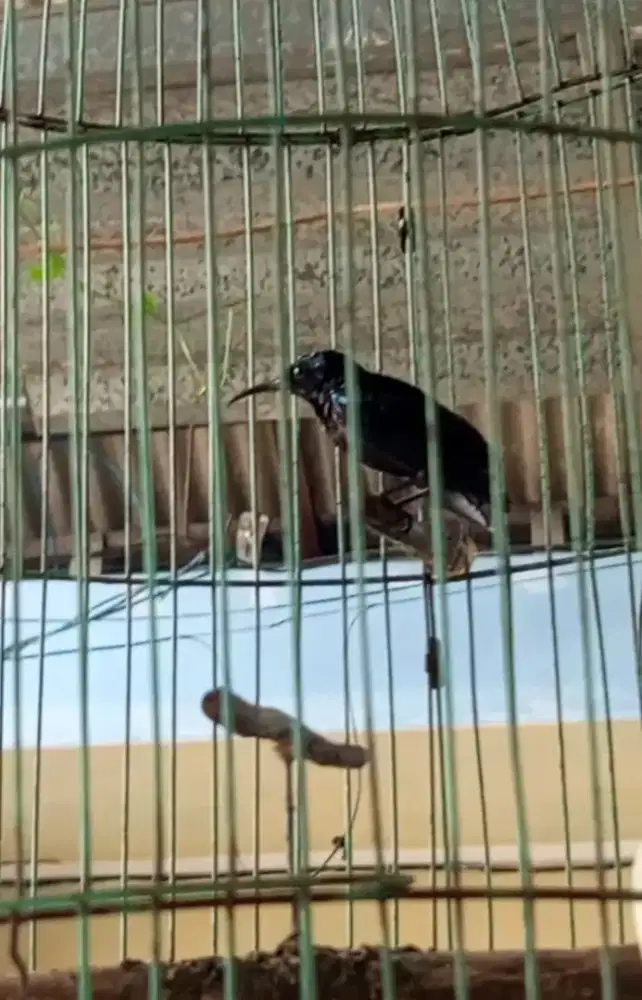 Burung konin king konin