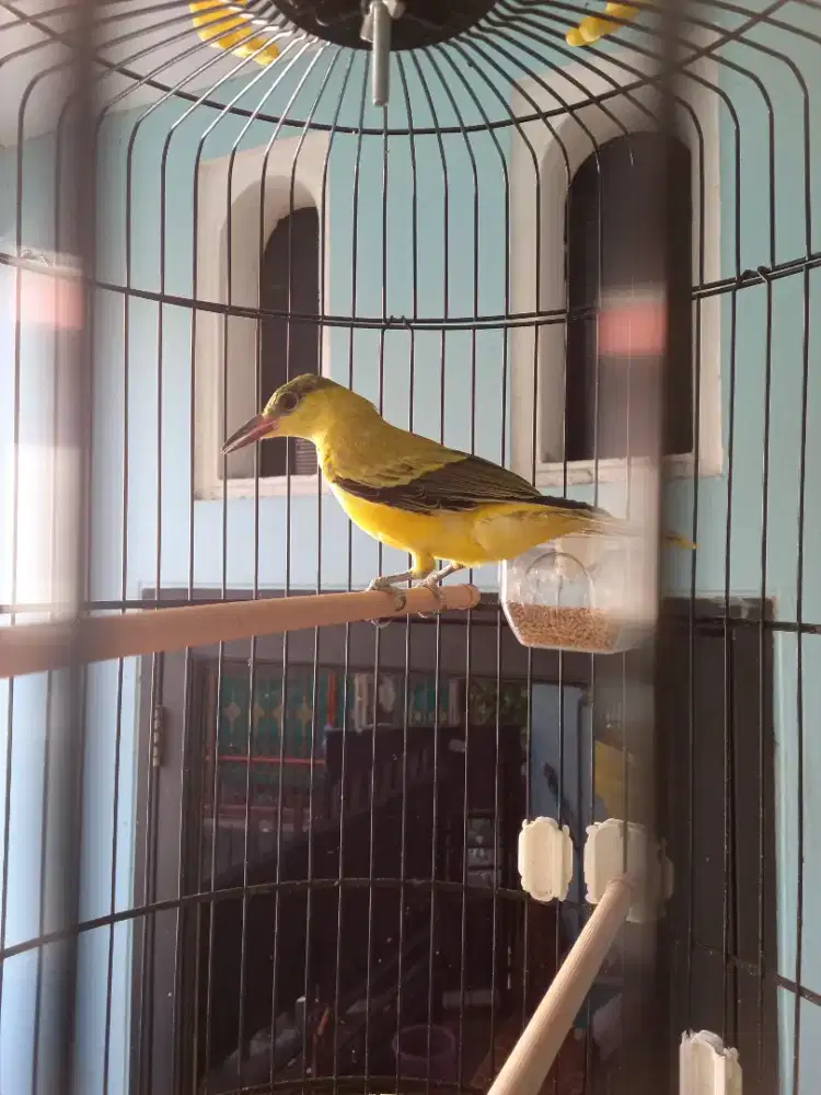 Burung kepodang jawa muda