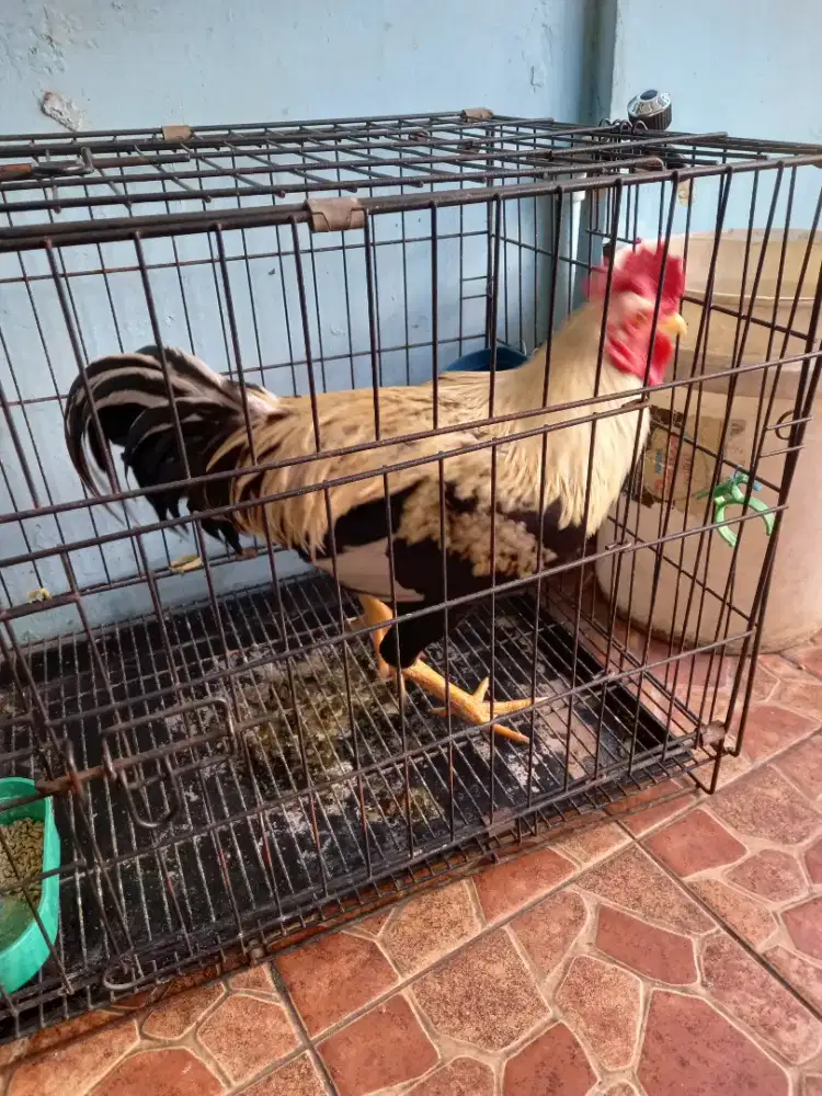 Ayam kampung jantan dewasa