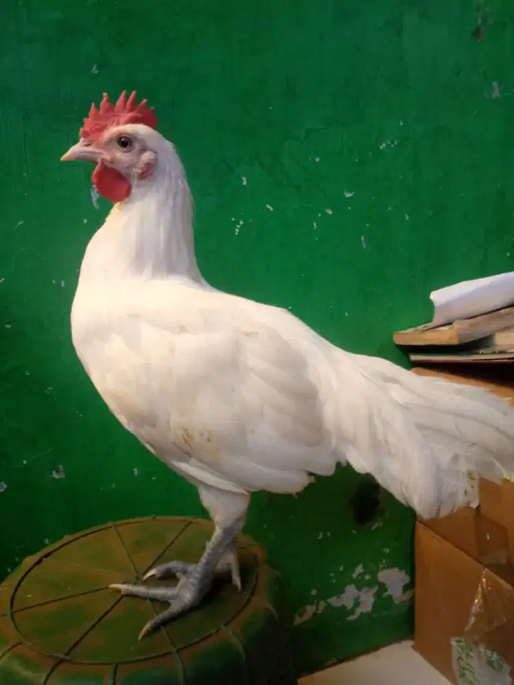 Ayam ketawa Sepasang putih polos trah Durasi.diJakarta Selatan