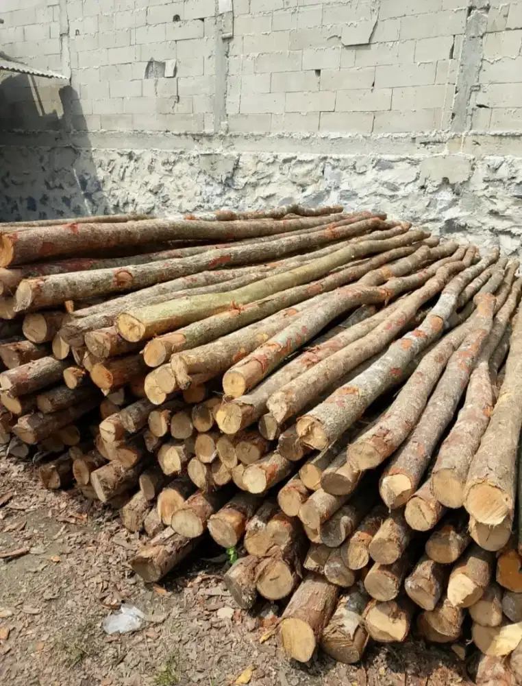 Kayu dolken lokal puspa 8/10