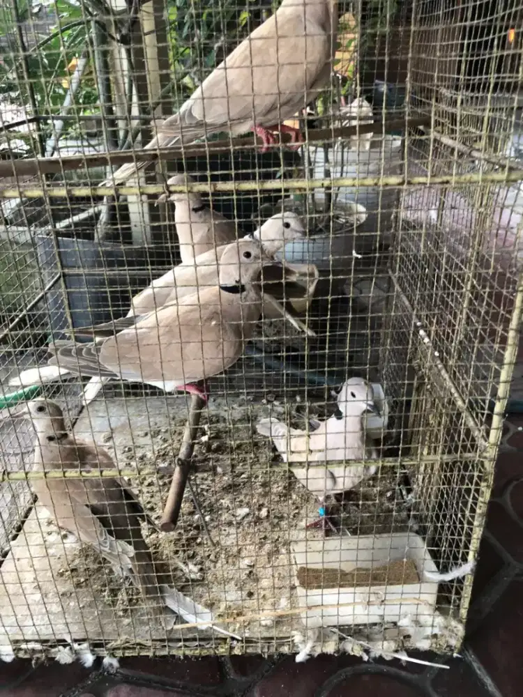 Puter pelung borong 6 ekor murah