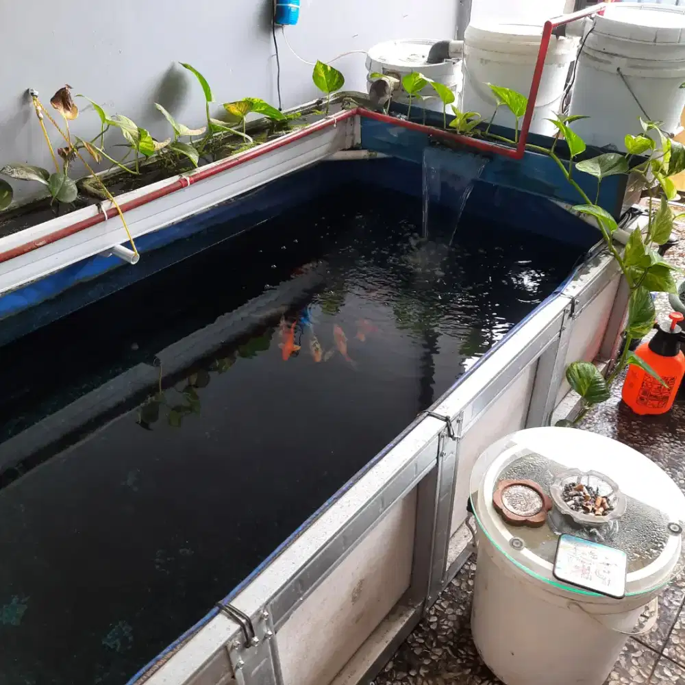 Kolam koi Kolam ikan Hias ikan koi
