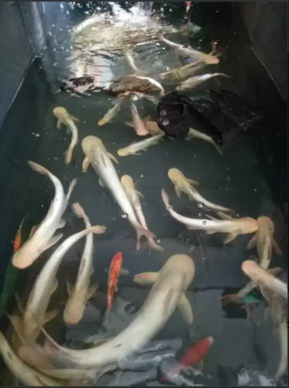 Ikan patin albino besar bogor