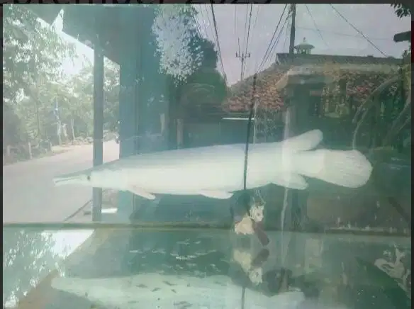 Ikan platinum fish gar