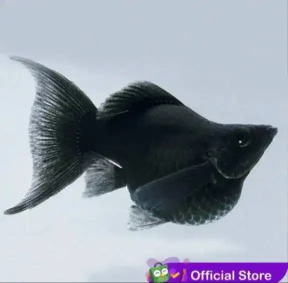 Ikan hias black molly balon dan red barbir slayer