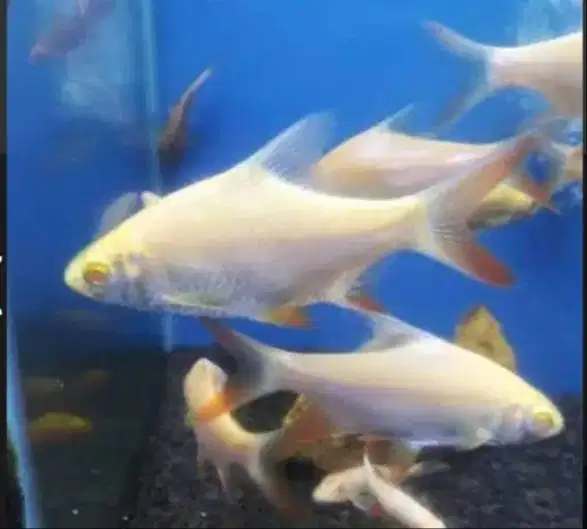 Ikan hias kapiat albino, tetra albino, serve dan black ghost