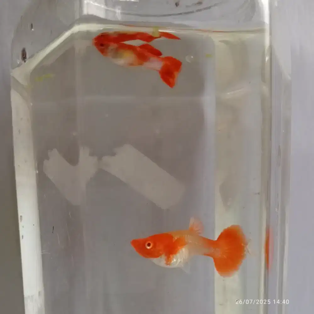 Albino koi jantan betina