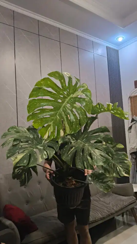 Tanaman monstera thai constellation