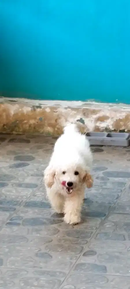 Anjing pudle lincah dan pintar