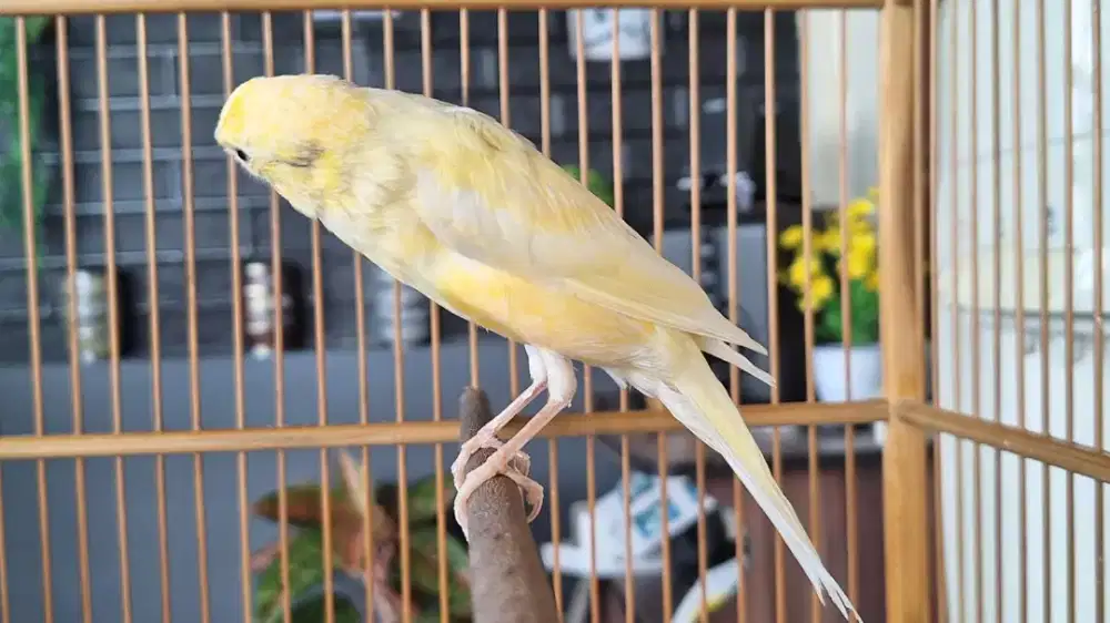 Kenari RasmiSf paud Sepasang