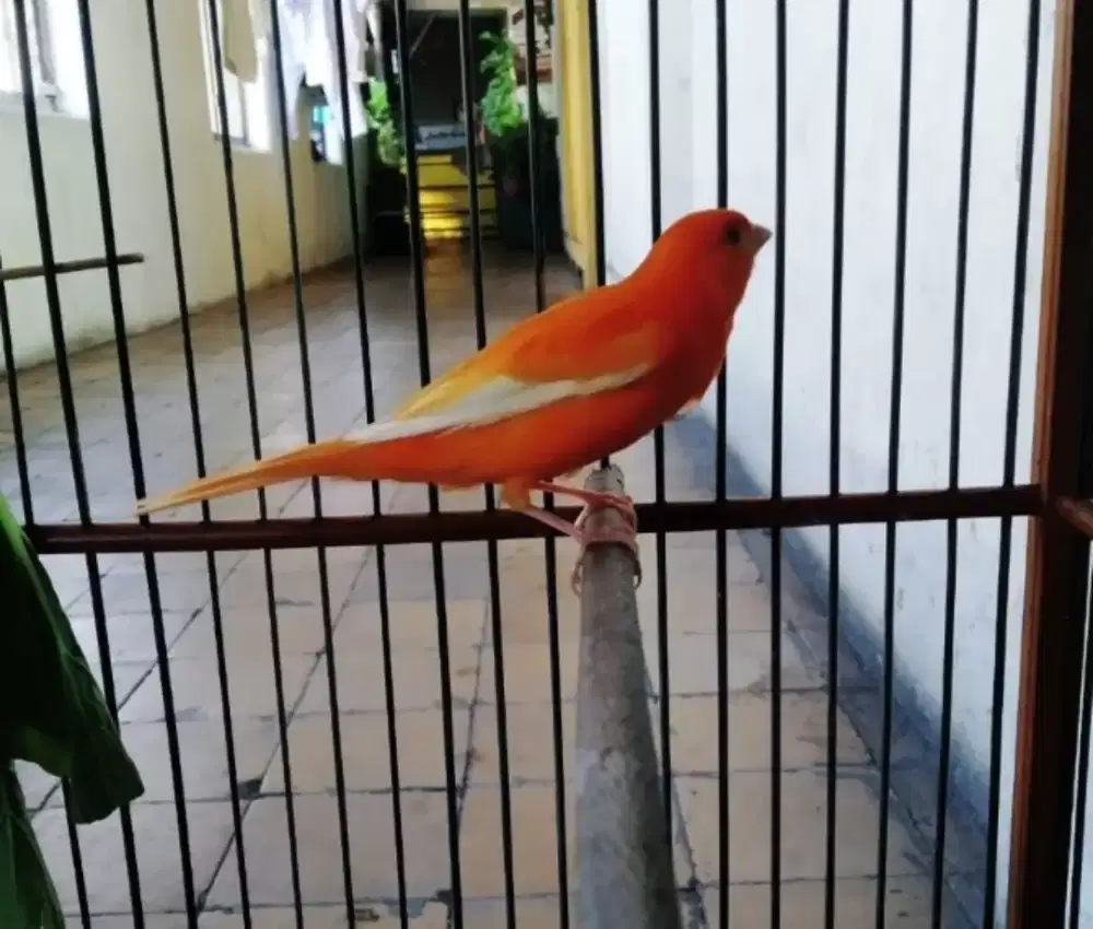 Kenari Merlok Gacor2 Jupri aja omku