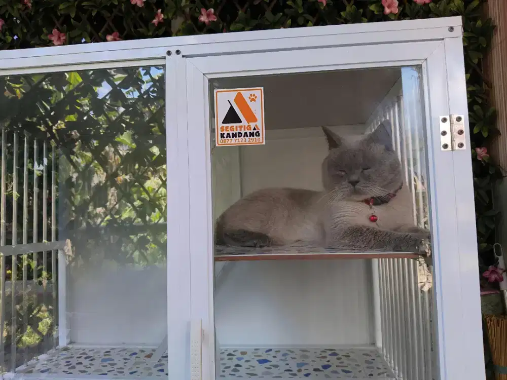 Kucing BSH SEALPOINT umur 2th + Kandang