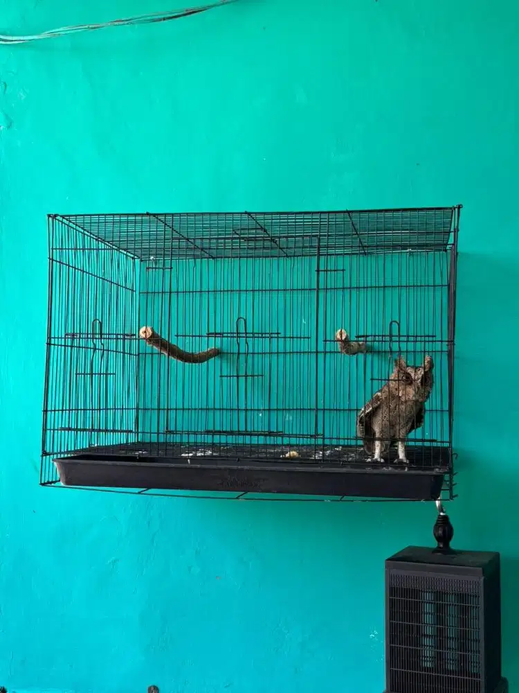 KANDANG BURUNG KOTAK